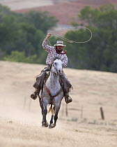 Cowboy galloping on horse while swinging a loop / lassoo, Flitner Ranch, Shell, Wyoming, USA, model released