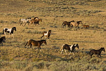 Wild horses / mustangs, bands trotting, McCullough Peaks, Wyoming, USA