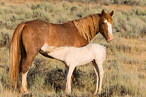 Wild horse / mustang, cremello foal Claro suckling, McCullough Peaks, Wyoming, USA