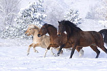Norwegian fjord young stallion, paint gelding and bay Thoroughbred gelding running together in snow, Berthoud, Colorado, USA