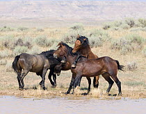 Wild horse / mustang, four bay bachelor stallions playing, McCullough Peaks, Wyoming, USA