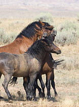 Wild horse / mustang, four bay bachelor stallions playing, McCullough Peaks, Wyoming, USA