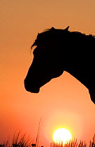 Wild horse / mustang, silhouette of batchelor stallion at sunrise, McCullough Peaks, Wyoming, USA