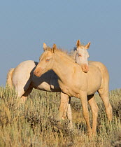 Wild horse / mustang, two cremello colts Claro and Cremosso, one resting his head on the other's back, McCullough Peaks, Wyoming, USA