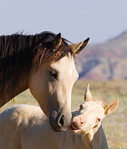 Wild horse / mustang, cremello colt Cremosso nibbling at yearling filly, McCullough Peaks, Wyoming, USA