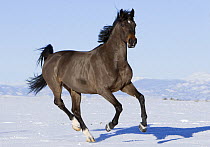 Bay German Wamblood gelding running in snow, Elizabeth, Colorado, USA