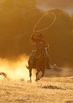 Cowboy galloping while swinging a rope lassoo at sunset, Flitner Ranch, Shell, Wyoming, USA, model released
