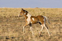 Wild horse / mustang, pinto foal trotting, McCullough Peaks, Wyoming, USA