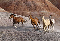 Two paint horses, a palomino and a sorrel quarter horse running, Flitner Ranch, Shell, Wyoming, USA