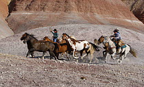 Three cowboys rounding up five horses, Flitner Ranch, Shell, Wyoming, USA, model released