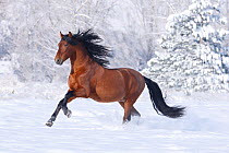 RF- Bay Andalusian stallion running in the snow. Berthoud, Colorado, USA. (This image may be licensed either as rights managed or royalty free.)