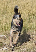 Australian cattle dog running, Flitner Ranch, Shell, Wyoming, USA