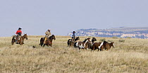 Three cowboys and a cowdog herding five horses, Flitner Ranch, Shell, Wyoming, USA, model released