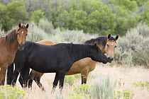 Wild horses / mustangs, young mare nuzzles older mare for reassurance, Little Bookcliffs, Colorado, USA
