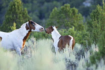 Wild horses / mustangs, pinto foal greeting pinto stallion, Little Bookcliffs, Colorado, USA