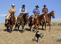 Four cowboys riding with cowdog, Flitner Ranch, Shell, Wyoming, USA, model released
