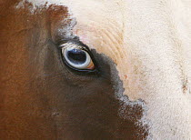 Close up of Paint horses blue eye, Flitner Ranch, Shell, Wyoming, USA