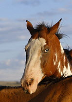 Paint horse with blue eye, Flitner Ranch, Shell, Wyoming, USA