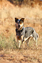 Australian Cattle dog female, Flitner Ranch, Shell, Wyoming, USA
