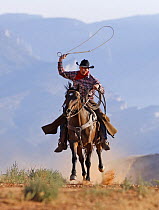 Cowboy running with rope lassoo in hand, Flitner Ranch, Shell, Wyoming, USA, model released