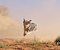 Cowdog taking a flying leap, Flitner Ranch, Shell, Wyoming, USA