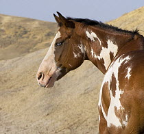 Paint horse looking over his shoulder, Flitner Ranch, Shell, Wyoming, USA