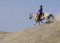 Cowboy riding fast down the steep hill, stirring up dust, Flitner Ranch, Shell, Wyoming, USA, model released