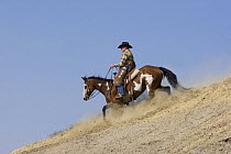 Cowboy riding fast down the steep hill, stirring up dust, Flitner Ranch, Shell, Wyoming, USA, model released