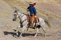 Cowboy riding grey Quarter horse gelding, Flitner Ranch, Shell, Wyoming, USA, model released