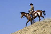 Cowboy riding paint horse gelding down hill, Flitner Ranch, Shell, Wyoming, USA, model released
