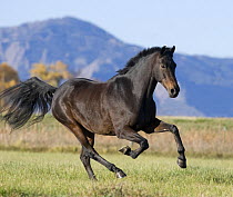 Bay Dutch Warmblood gelding running in pasture, Longmont, Colorado, USA