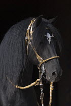 Black Peruvian Paso Stallion in traditional Peruvian bridle, Sante Fe, New Mexico, USA