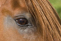Close up of eye of Chestnut Peruvian Paso Stallion, Sante Fe, New Mexico, USA