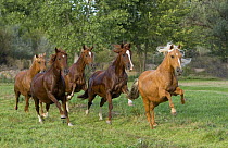 Group of Peruvian Paso mares running together in field, Sante Fe, New Mexico, USA