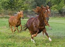 Peruvian Paso mares running together in field, Sante Fe, New Mexico, USA