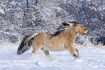 Norwegian Fjord mare running in snow, Berthoud, Colorado, USA