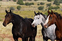 Three Quarter Horse mares, black, sorrel and dappled grey, San Cristobal Ranch, New Mexico, USA