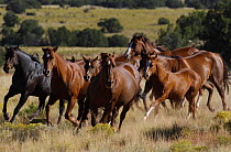 Quarter Horse, group of mares and foals running, San Cristobal Ranch, New Mexico, USA