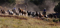 Cowboys herding Quarter Horse mares and foals run, San Cristobal Ranch, New Mexico, USA, model released