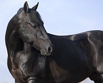 Black Quarter horse stallion, Longmont, Colorado, USA