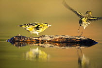 Male Siskin (Carduelis spinus) vocalising on log in pond, with other flying away, Pla de Xirau, Alicante, Spain