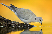 Collared Dove (Streptopelia decaocto) drinking,  Spain