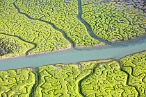 Aerial view of the Bay of Cadiz delta, Sancti Petri, Cdiz, Spain