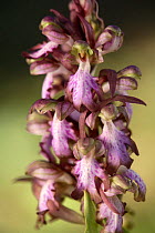 Giant orchid (Himantoglossum robertianum) Alcalá de Guadaíra, Seville, Spain