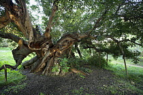 Ancient Carob tree (Ceratonia siliqua), Alfaz del Pi, Alicante, Spain