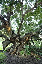 Ancient Carob tree (Ceratonia siliqua), Alfaz del Pi, Alicante, Spain