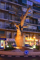 Silk Flower tree (Chorisia spectabilis) in centre of town roundabout, San Juan, Alicante, Spain