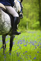 Horse and rider trekking through bluebell wood Brecon Beacons National Park, Powys, Wales, UK, Model released