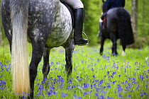 Horse-riding through bluebell wood, Brecon Beacons National Park, Powys, Wales, UK, Model released