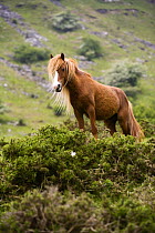Semi-feral Welsh Mountain Pony in the Vale of Ewyas, Brecon Beacons National Park, Powys, Wales